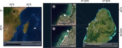 Fresh Submarine Groundwater Discharge Augments Growth in a Reef Fish